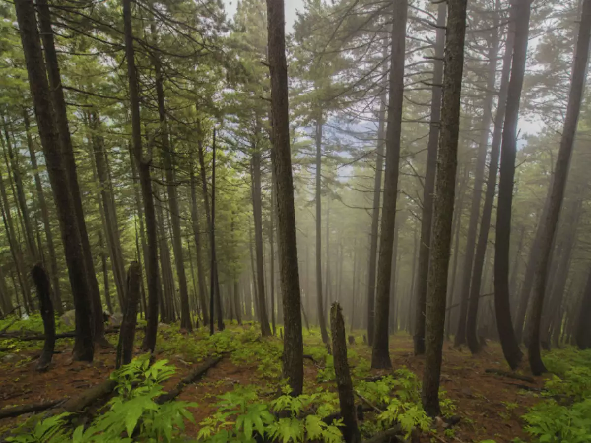 Daringbadi Taxi Package (3Days)